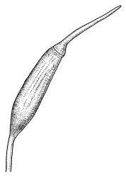 Holomitrium trichopodum, capsule with operculum, moist. Drawn from W. Martin 155.12, CHR 564036.
 Image: R.C. Wagstaff © Landcare Research 2018 